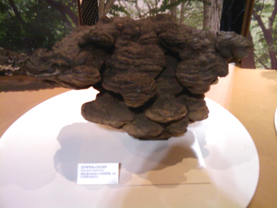 IMAG0079.jpg
